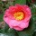 Camellia x williamsii 'Muskoka' (12/01/2012)  added by Shoot)