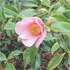 Camellia x williamsii 'Bow Bells'
