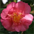 Camellia x williamsii 'Caerhays'