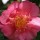 Camellia x williamsii 'Caerhays' (12/01/2012)  added by Shoot)