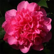Camellia x williamsii 'Debbie's Carnation' (12/01/2012)  added by Shoot)