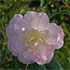 Camellia x williamsii 'Julia Hamiter'