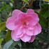 Camellia x williamsii 'Lady's Maid'