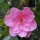 Camellia x williamsii 'Lady's Maid' (12/01/2012)  added by Shoot)
