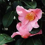 Camellia x williamsii 'Mary Larcom' (13/01/2012)  added by Shoot)