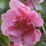 Camellia x williamsii 'Mary Phoebe Taylor' (13/01/2012)  added by Shoot)