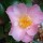 Camellia x williamsii 'Tiptoe' (13/01/2012)  added by Shoot)
