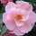 Camellia x williamsii 'Clarrie Fawcett' (13/01/2012)  added by Shoot)