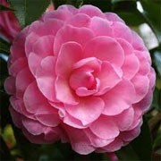 Camellia x williamsii 'Elizabeth Anderson' (13/01/2012)  added by Shoot)