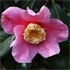 Camellia x williamsii 'C.F. Coates'
