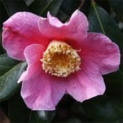 Camellia x williamsii 'C.F. Coates' (13/01/2012)  added by Shoot)