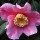 Camellia x williamsii 'C.F. Coates' (13/01/2012)  added by Shoot)