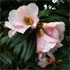 Camellia x williamsii 'Hiraethlyn'