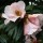 Camellia x williamsii 'Hiraethlyn' (13/01/2012)  added by Shoot)