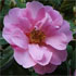 Camellia x williamsii 'Jenefer Carlyon'