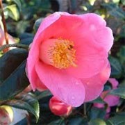 Camellia x williamsii 'Rosemary Williams' (13/01/2012)  added by Shoot)