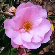 Camellia x williamsii 'The Duchess of Cornwall' (13/01/2012)  added by Shoot)