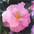 Camellia x williamsii 'Mildred Veitch'