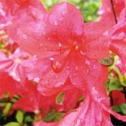 Rhododendron 'John Cairns' (28/01/2012)  added by Shoot)