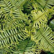 Dryopteris affinis (Polydactyla Group) 'Polydactyla Dadds'