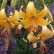 Lilium 'Pearl Stacey'