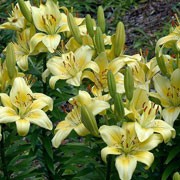 Lilium 'Connecticut Beauty' (28/01/2012)  added by Shoot)