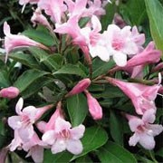 Weigela 'Pink Poppet' (29/01/2012)  added by Shoot)