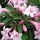 Weigela 'Pink Poppet' (29/01/2012)  added by Shoot)