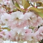  (21/07/2021) Prunus 'Fugenzo' added by Shoot)