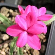 Rhodohypoxis baurii 'Pink Pearl' (05/02/2012)  added by Shoot)