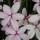 Rhodohypoxis baurii 'Harlequin' (05/02/2012)  added by Shoot)