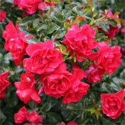 Rosa 'Flower Carpet Scarlet'