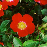 Rosa 'Robin Redbreast'