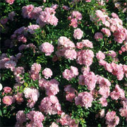 Rosa 'Pink Bells'
