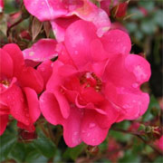 Rosa 'Berkshire'