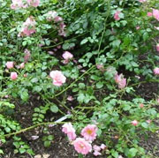 Rosa 'Oxfordshire'