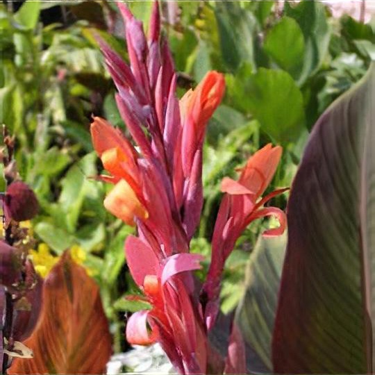 Canna indica 'Russian Red'