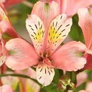 Alstroemeria 'Inca Coral' (10/02/2012)  added by Shoot)