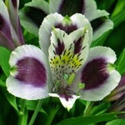 Alstroemeria 'Solent Crest' (11/02/2012)  added by Shoot)