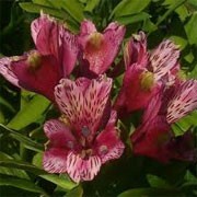 Alstroemeria 'Rosy Wings' (11/02/2012)  added by Shoot)