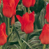 Tulipa 'Oriental Beauty'