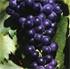 Vitis vinifera 'Madeleine Noire'
