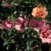 Rosa 'Euphrates' (08/04/2012)  added by Shoot)