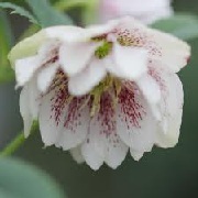 Helleborus x hybridus Harvington double lilac