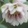 Helleborus x hybridus Harvington double lilac (08/04/2012)  added by Shoot)
