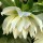  (28/03/2018) Helleborus x hybridus Harvington double white added by Shoot)