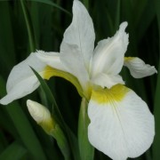 Iris sibirica 'Dreaming Yellow' (18/02/2017) Iris sibirica 'Dreaming Yellow' added by Shoot)