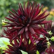 Dahlia 'Black Narcissus' (09/04/2012)  added by Shoot)
