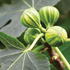 Ficus carica 'Panachee'
