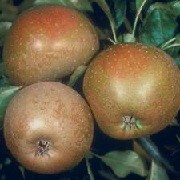 Malus domestica 'Ashmead's Kernel' (09/04/2012)  added by Shoot)